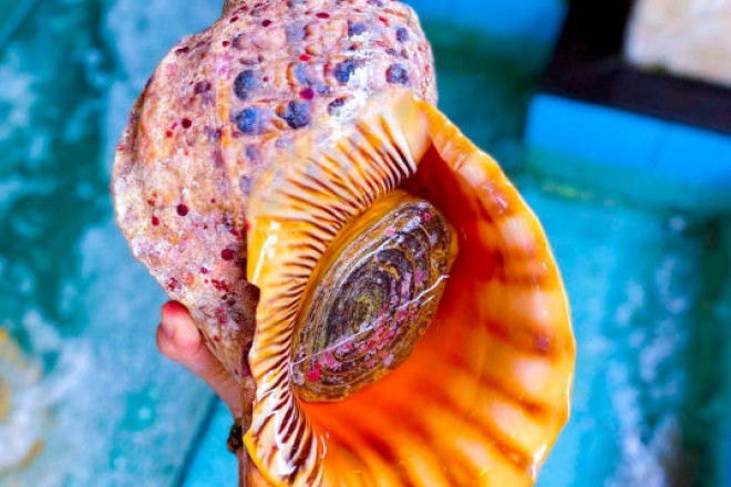 Thịt ốc hoàng hậu khá dày và giòn nên khi chế biến thường cắt lát vừa ăn. Ảnh: Facebook