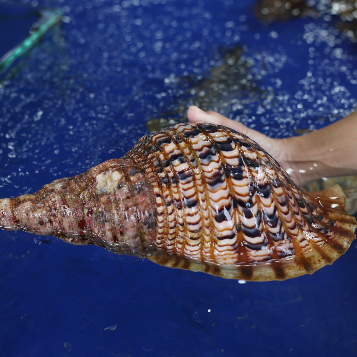 Mỗi con ốc trưởng thành dài từ 23 – 35 cm tương đương 1kg – 3kg tùy con. Ảnh: Haisanhoanggia