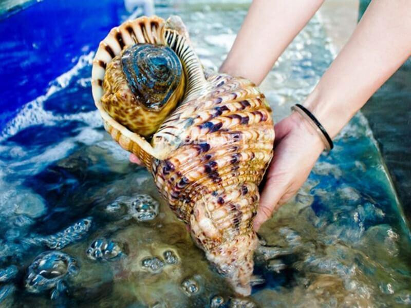 Để đánh bắt được ốc hoàng hậu, ngư dân phải rất kỳ công vì chúng sống ở các vùng nước sâu, nấp kỹ sau rặng san hô hoặc đá ngầm từ 20 - 30 mét. Ảnh: Haisanlocbien