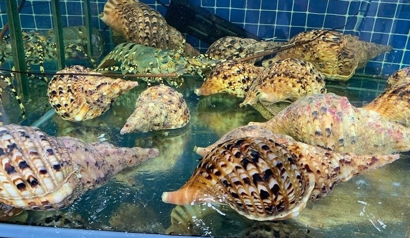 Theo các cửa hàng hải sản, ốc hoàng hậu đắt đỏ vì khan hiếm. Tại các nhà hàng hải sản, khách muốn thưởng thức thường phải đặt trước vài ngày. Ảnh: Hungtruongsa