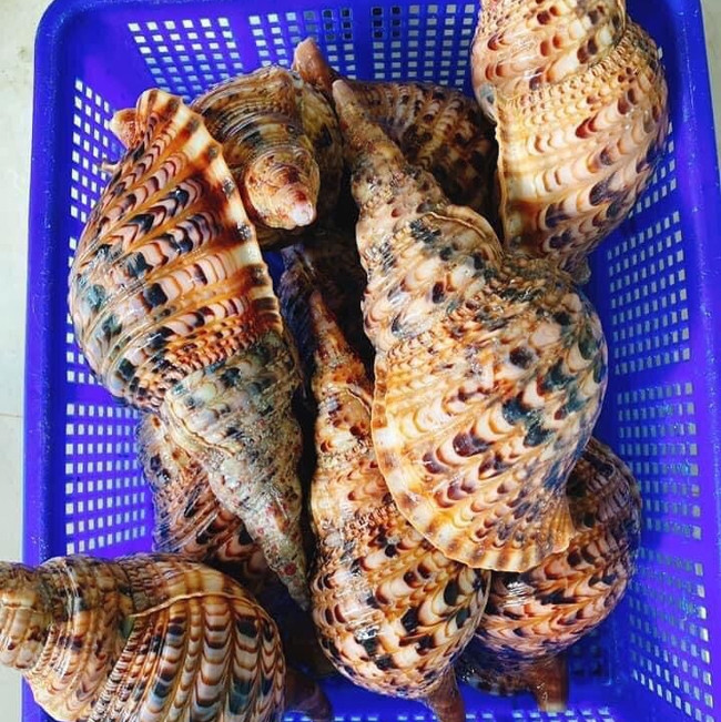 Đặc biệt, thịt ốc không bị mất đi mùi vị “biển” đặc trưng. Ảnh: Haisanlocbien