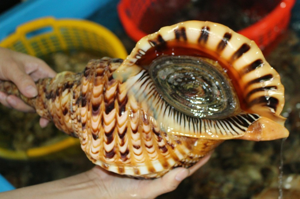 Thâm chí, những con ốc cỡ đại với kích thước 42 – 45cm, có thể nặng tới 6kg. Ảnh: Nhịp sống kinh tế
