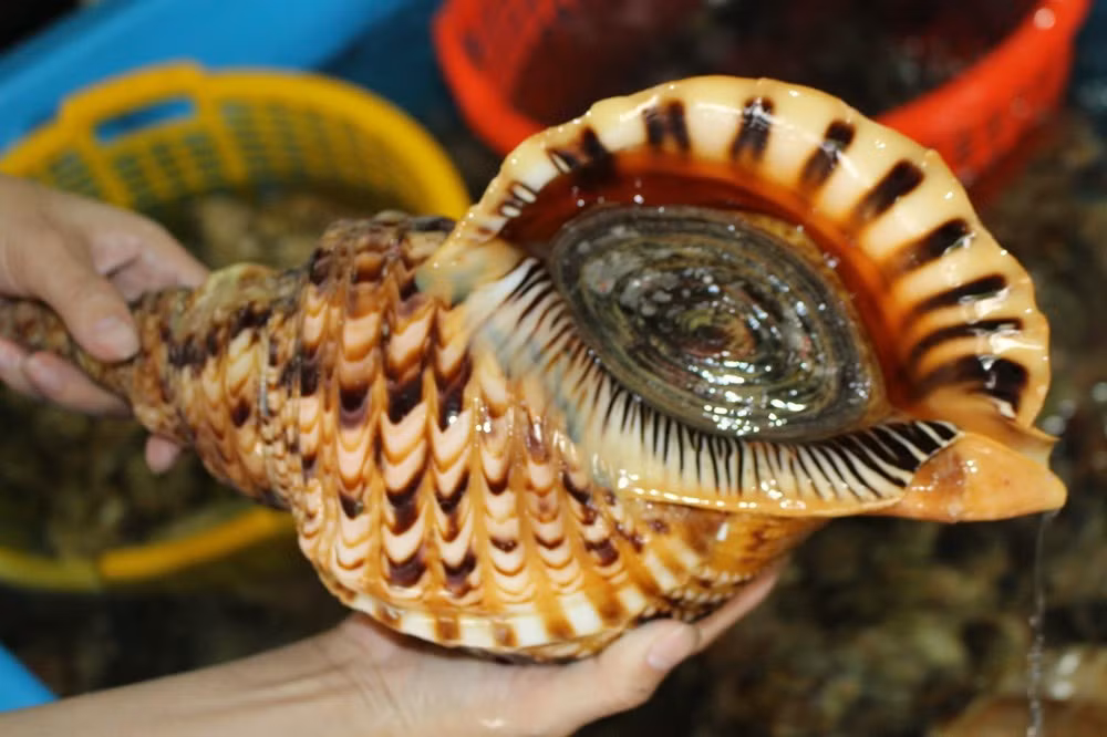 Thâm chí, những con ốc cỡ đại với kích thước 42 – 45cm, có thể nặng tới 6kg. Ảnh: Nhịp sống kinh tế