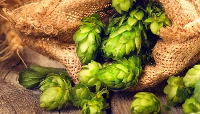 Người thu hoạch phải tỉ mẩn tìm những chiếc chồi mọc trong tán lá. Chúng rất nhỏ, phải nghìn chồi hoa bia mới đầy được một túi.