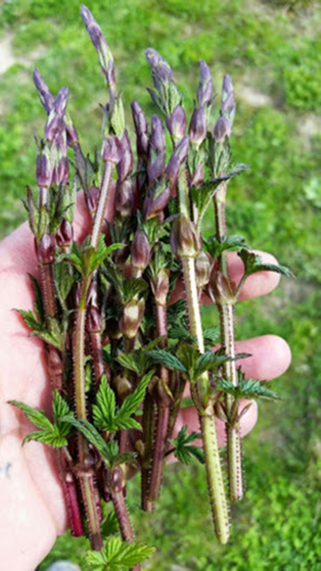 Thông thường, chồi hoa bia thu hoạch vào tháng 3, khi tiết trời mùa xuân trở nên ấm áp và bớt khắc nghiệt hơn. Công đoạn thu hoạch chồi hoa bia cũng rất cầu kỳ. Do không mọc theo hàng lối nên việc thu hoạch phải hoàn toàn thực hiện bằng tay.