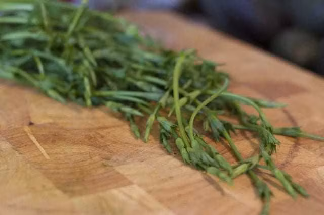 Chúng là ngọn màu xanh lá cây của cây hoa bia, được sử dụng để sản xuất đồ uống có cồn.