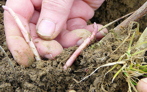 Hoa bia chỉ đâm chồi một lần vào mùa xuân, khoảng tháng 4 hàng năm rồi nhanh chóng lụi đi.