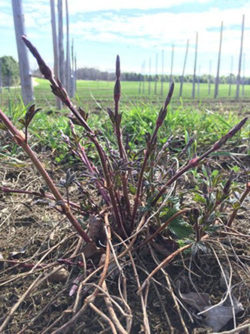 Ít ai biết, khi ngành công nghiệp bia mới phát triển, những chiếc chồi non không thể nở ra hoa bia được coi là thứ bỏ đi, hay sản phẩm thừa của nền công nghiệp.