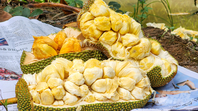 Do là giống mít mới, lạ nên giá mít sầu riêng cao, khoảng 80.000 đồng/kg vẫn thu hút nhiều người mua. Ảnh: Nongnghiep