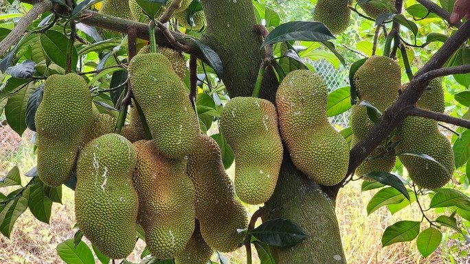 Năm 2021, anh Khang đem giống mít sầu riêng ghép với một số gốc mít khác rồi trồng thử nghiệm. Khoảng 18 tháng sau, cây cho trái với khoảng 20 trái/cây, mỗi trái nặng từ 2,5 – 3 kg. Ảnh: Người lao động