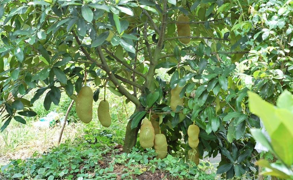 Cây giống được anh Hữu Khang bán với giá 200.000 đồng/cây. Ảnh: Dân trí