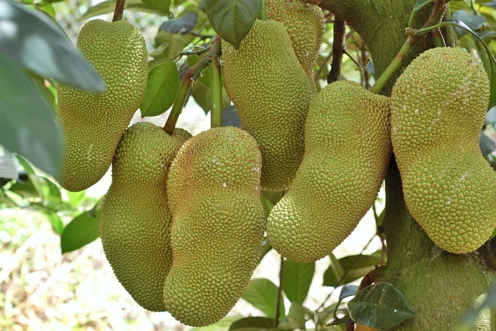 Khi chín, gai mít sầu riêng không nhọn như các giống mít khác mà dẹp, mắt gai to và thưa. Ảnh: Dân trí