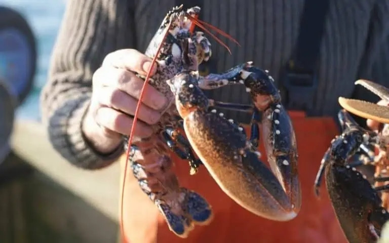 Một yếu tố nữa khiến tôm hùm luôn đắt đỏ là việc đánh bắt không hề đơn giản. Theo Themostexpensive, người ta bắt tôm hùm bằng các bẫy nhỏ. Những chiếc bẫy nằm dưới đáy biển, được kiểm tra vài ngày một lần, cho đến khi có một vài con tôm hùm bò vào bên trong. Ảnh: Themostexpensive