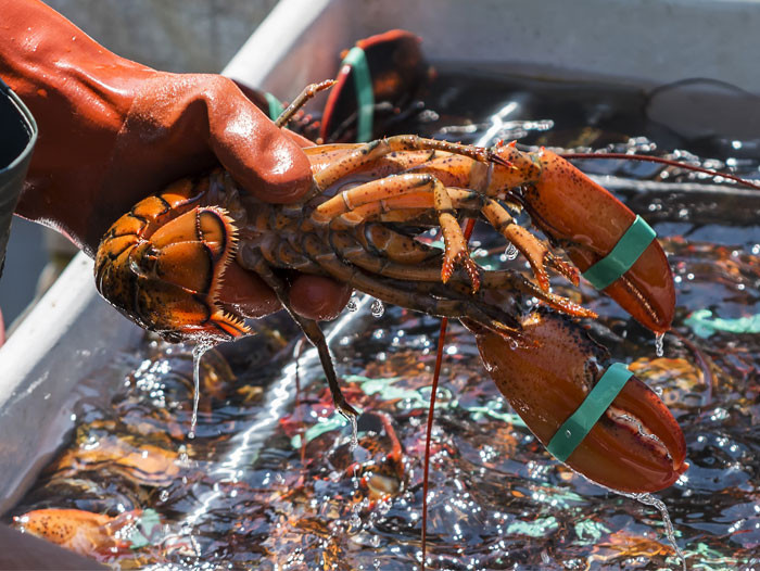 Hơn nữa, tôm hùm rất khó bảo quản. Hầu hết những con tôm hùm giữ độ tươi ngon là do được vận chuyển nhanh chóng với điều kiện khắt khe. Ảnh: Getty