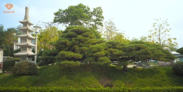 Bên cạnh đó, ông Ngọc còn sở hữu một “hạm đội thông Nhật”. Đó là một mô đất dài các cây thông, đá Nhật, cột đèn trang trí rất hài hòa và đẹp mắt.