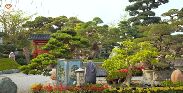 Vườn cây đắt giá trong biệt thự của Phó Chủ tịch FPT khiến ai cũng trầm trồ, ngưỡng mộ.