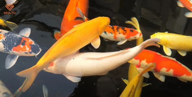 Ngoài cây cảnh quý, trong vườn còn có hồ cá Koi với những con cá lớn có chiều dài lên tới khoảng 1m - kích thước đã thuộc hàng cỡ đại.