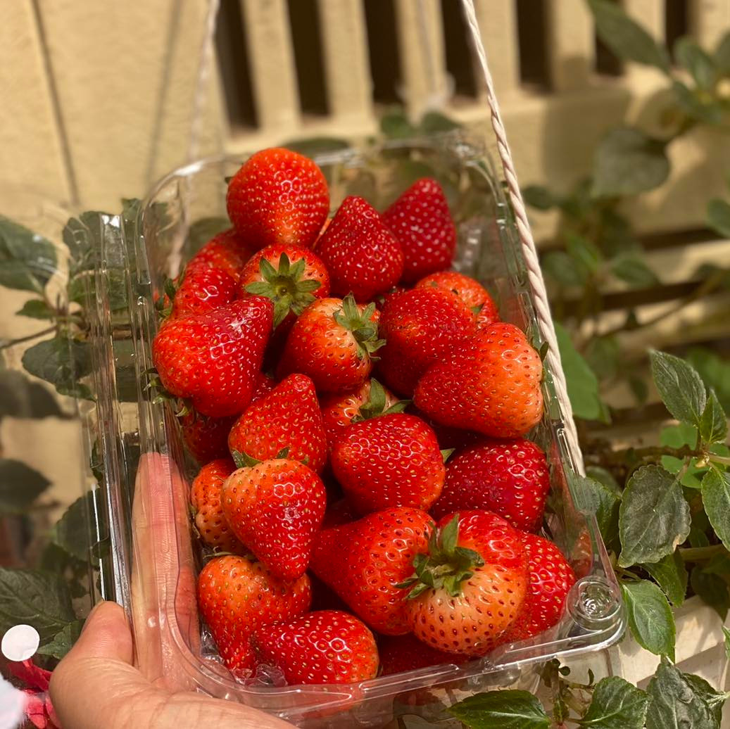 Theo kinh nghiệm nhiều năm của một tiểu thương chuyên kinh doanh dâu tây, năm nay Mộc Châu xuất hiện thêm nhiều nhà vườn trồng dâu, nhưng vì chưa có thị trường nên họ hạ giá để cạnh tranh. Ảnh: Facebook