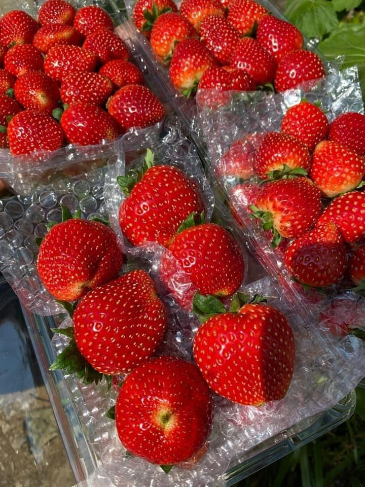 Dâu tây vốn là loại quả xa xỉ chỉ bày bán tại các siêu thị hay cửa hàng hoa quả nhập khẩu. Tuy nhiên, thời gian gần đây, tại nhiều chợ dân sinh, chợ mạng hay các khu phố, dâu tây Sơn La được bán rầm rộ với giá "rẻ như cho", chỉ từ 50.000 – hơn 100.000 đồng/kg. Ảnh: Facebook