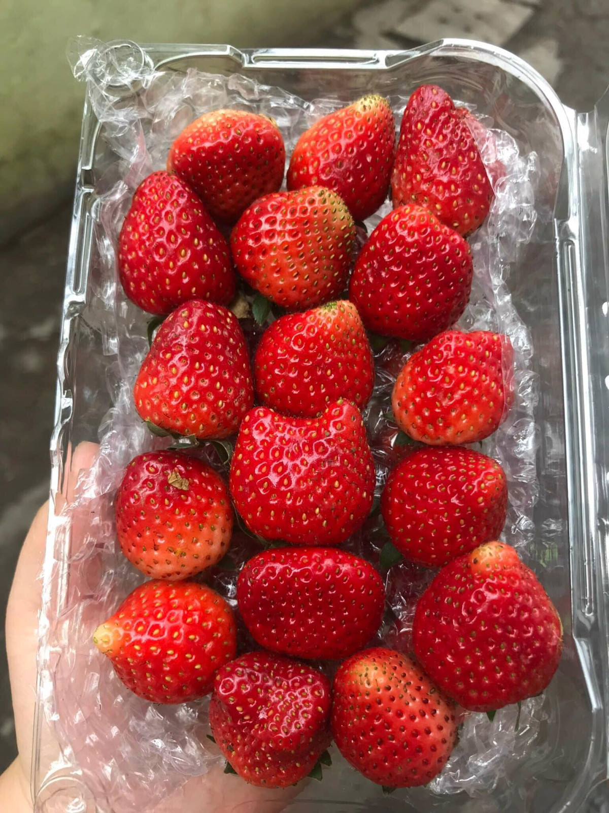 Cũng theo Giám đốc Sở Nông nghiệp và Phát triển Nông thôn tỉnh Sơn La, trên địa bàn cũng xuất hiện một số gia đình trồng và kinh doanh dâu tây nhỏ lẻ, bán giá thấp và trôi nổi ra thị trường. Ảnh: Facebook