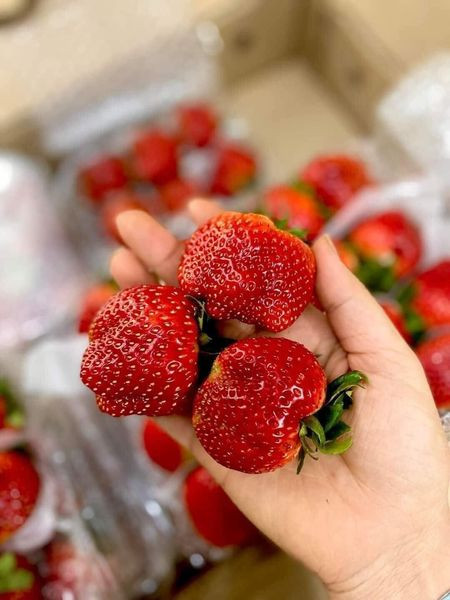 Cung nhiều hơn cầu dẫn đến giá rẻ nhưng không đến mức chỉ còn mấy chục nghìn. Ảnh: Facebook