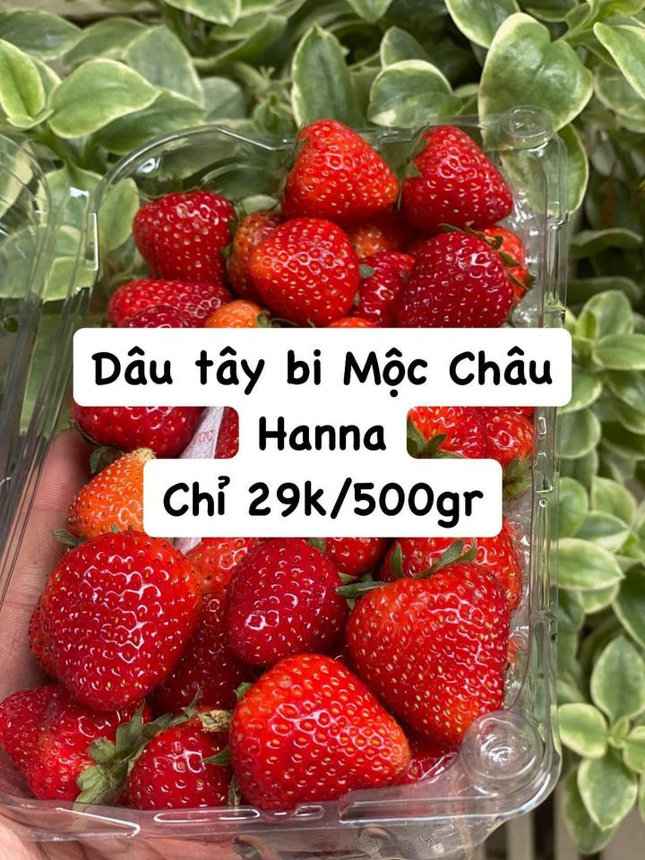 Lý giải về mức giá siêu rẻ, tiểu thương cho biết dâu tây đang vào vụ thu hoạch nên có giá "rẻ" nhất từ trước đến nay. Ảnh: Facebook