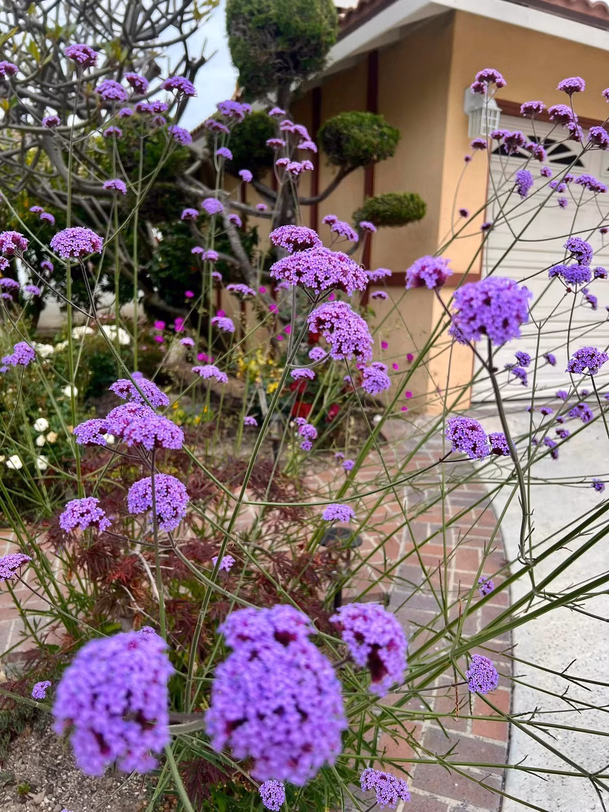 Trên trang cá nhân, nữ danh hài chia sẻ khu vườn được hoàn thành từ chính tâm sức chăm bón của mình. Ảnh: FBNV