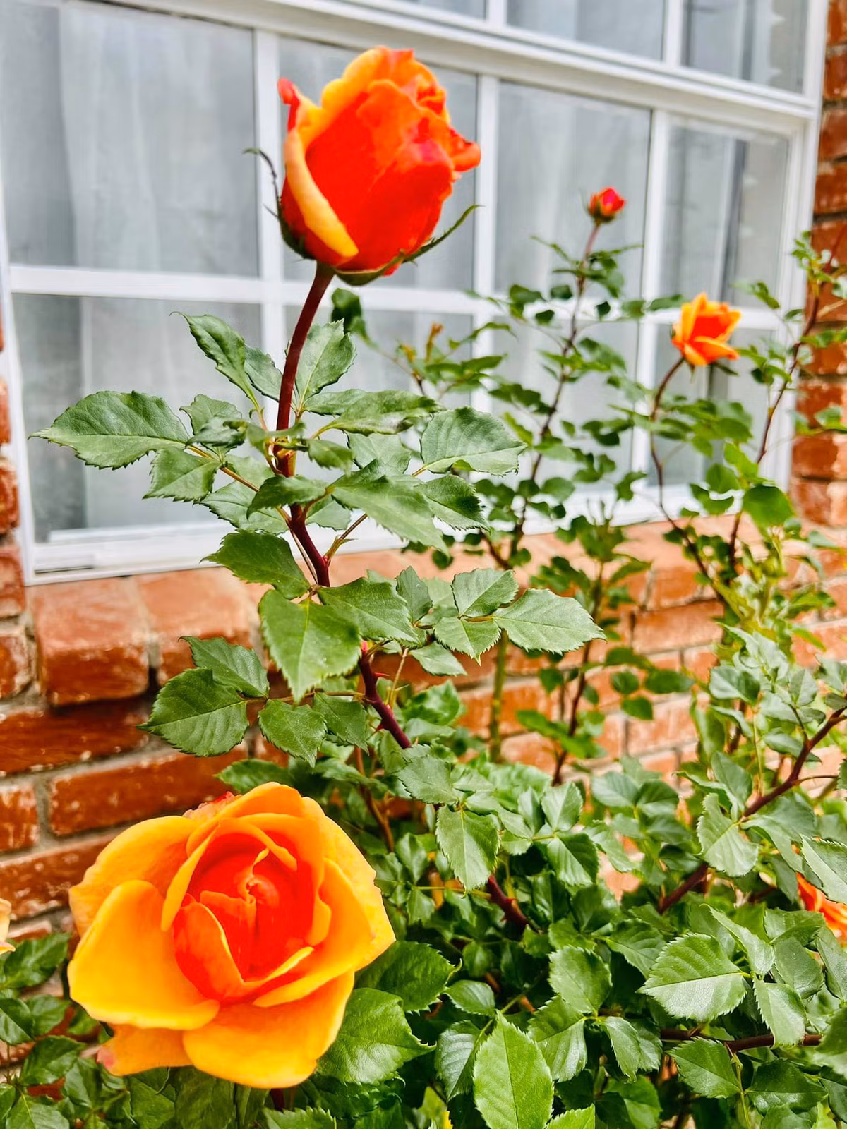 Hoa hồng trổ bông rực rỡ. Ảnh: FBNV