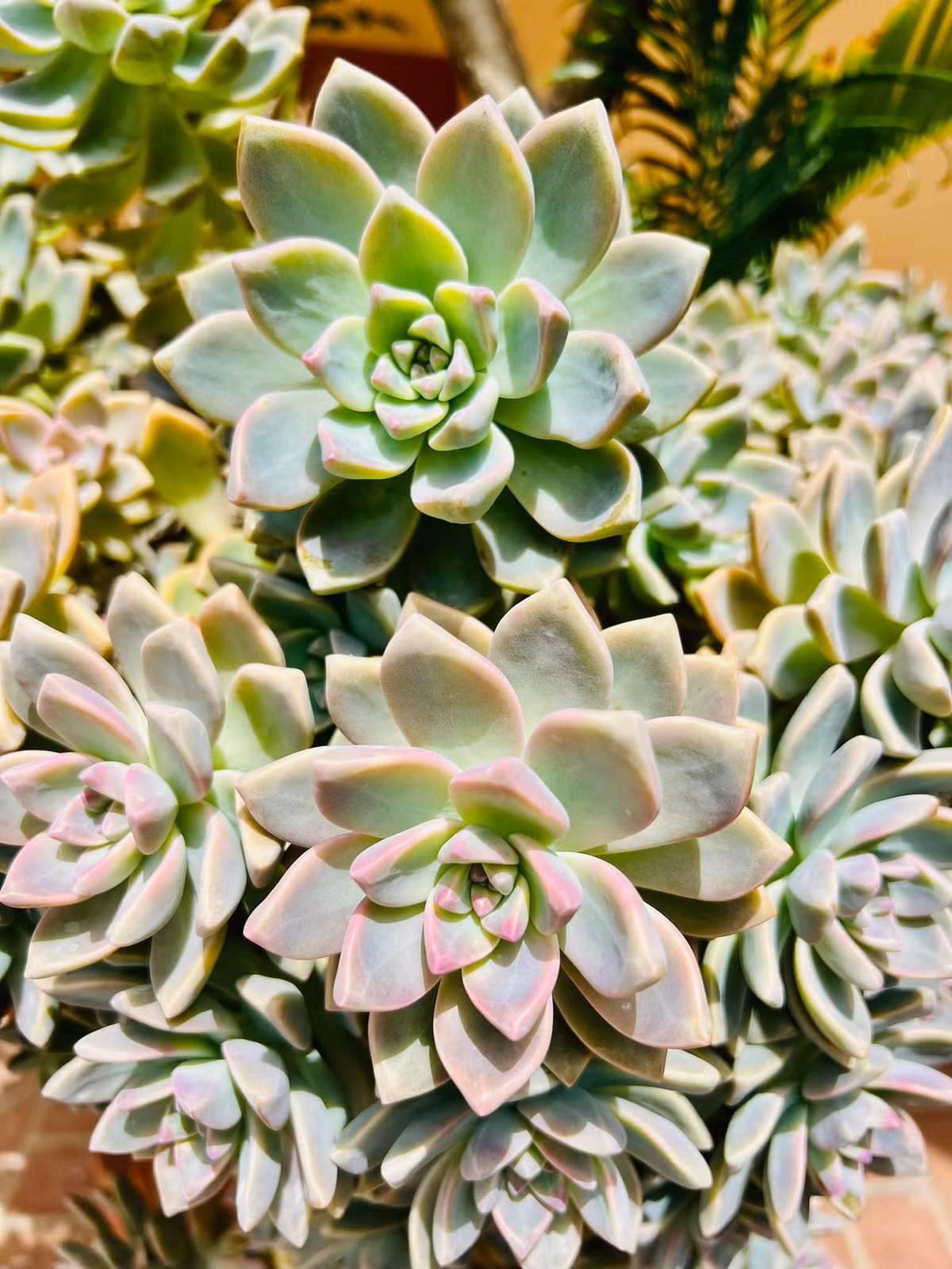 Hoa sen đá. Ảnh: FBNV