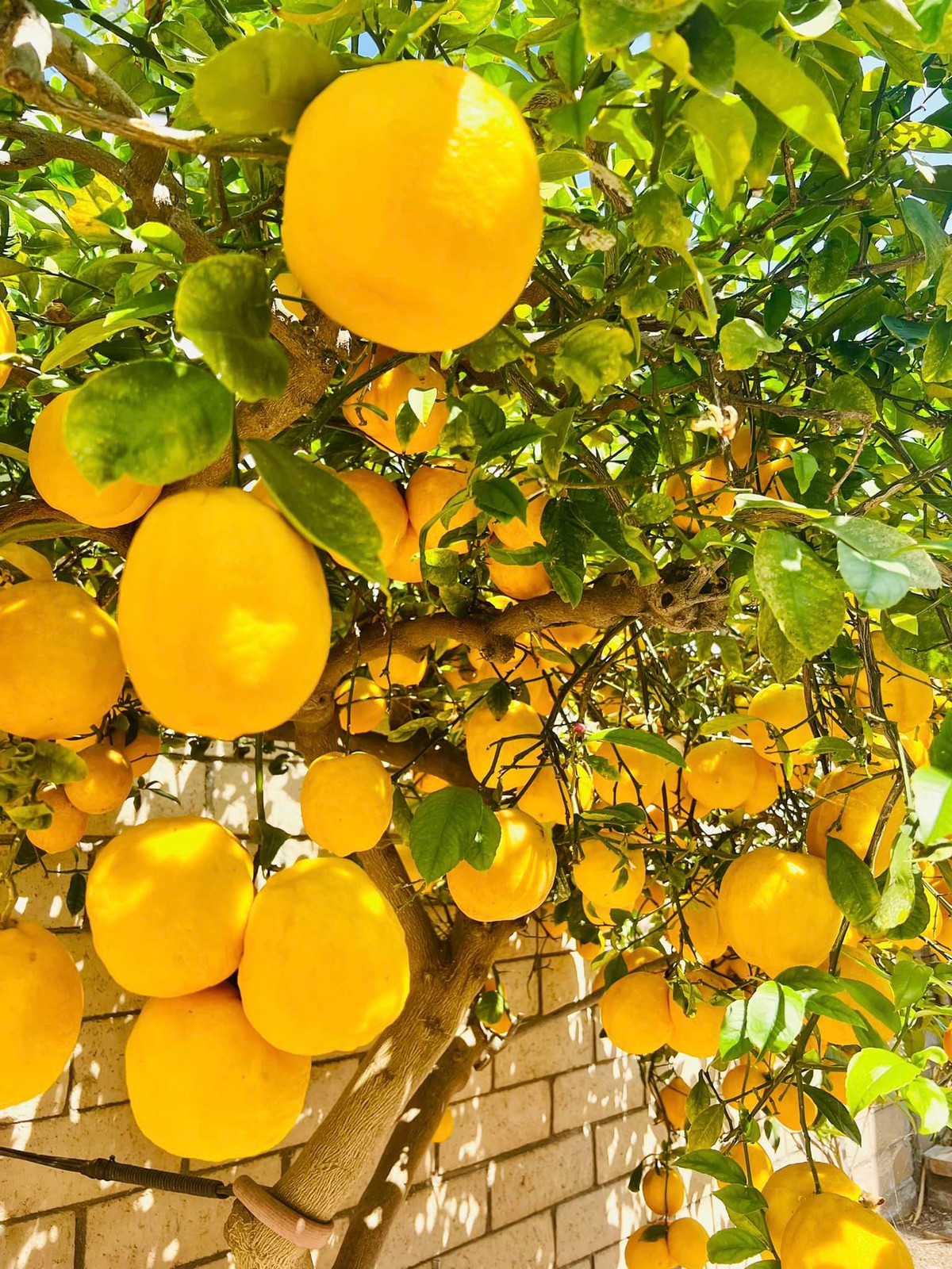 Bên cạnh các loại hoa, danh hài Thuý Nga còn trồng thêm một số cây ăn quả. Ảnh: FBNV