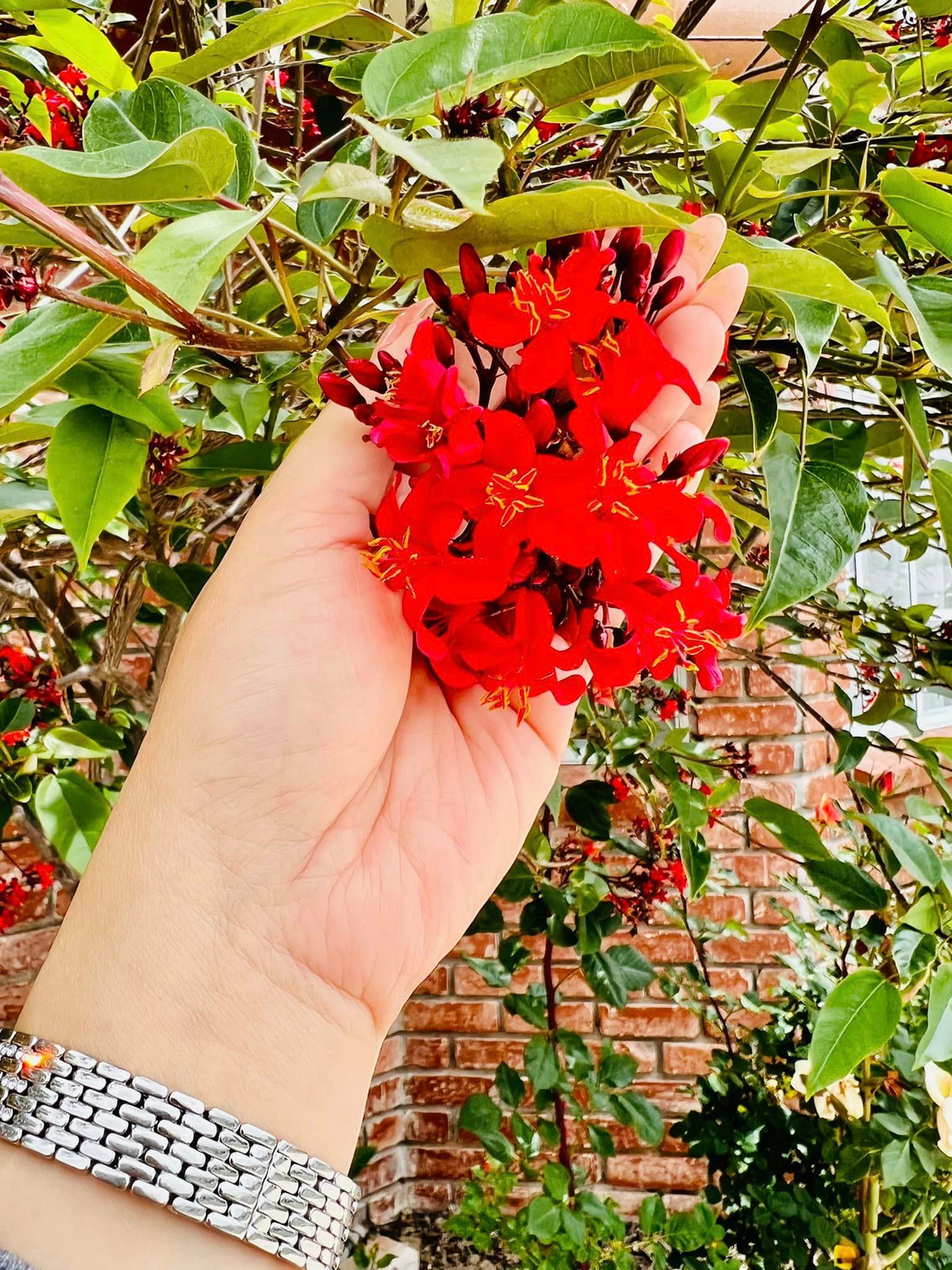 Vườn hoa của danh hài Thuý Nga được chăm sóc cẩn thận nên đua nhau khoe sắc. Ảnh: FBNV