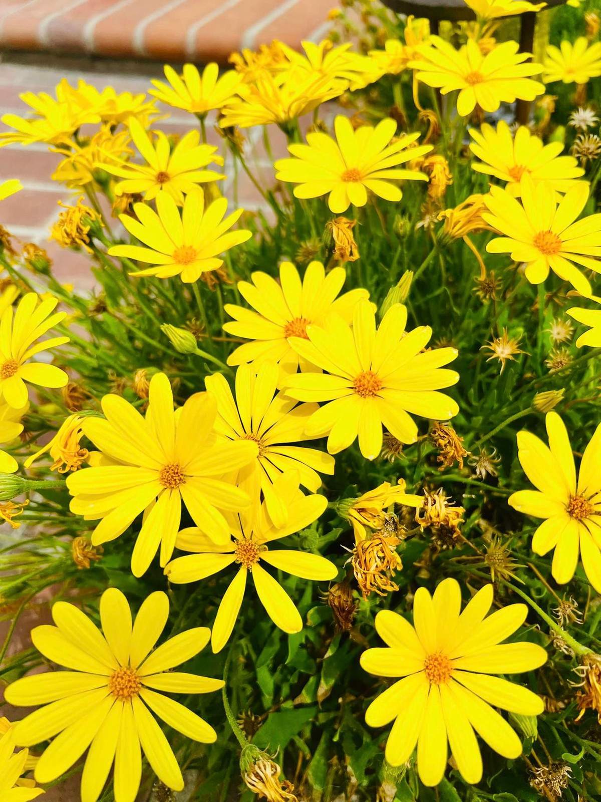 Có thể thấy, danh hài Thuý Nga tuyển chọn nhiều loại hoa với nhiều màu sắc khác nhau. Ảnh: FBNV