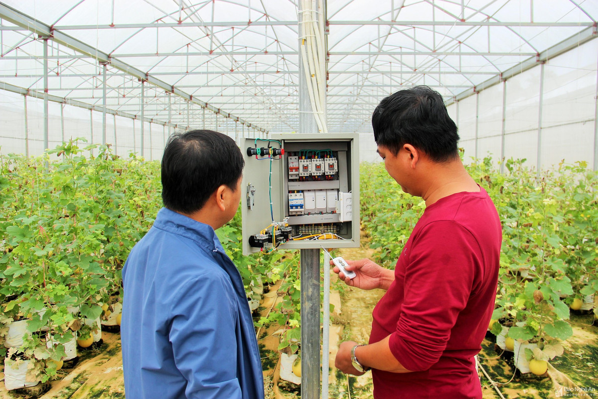 Điểm nhấn của trang trại là phát triển mô hình nông nghiệp theo hướng hữu cơ, đưa ra những sản phẩm nông nghiệp sạch. Ảnh: Báo Nghệ An