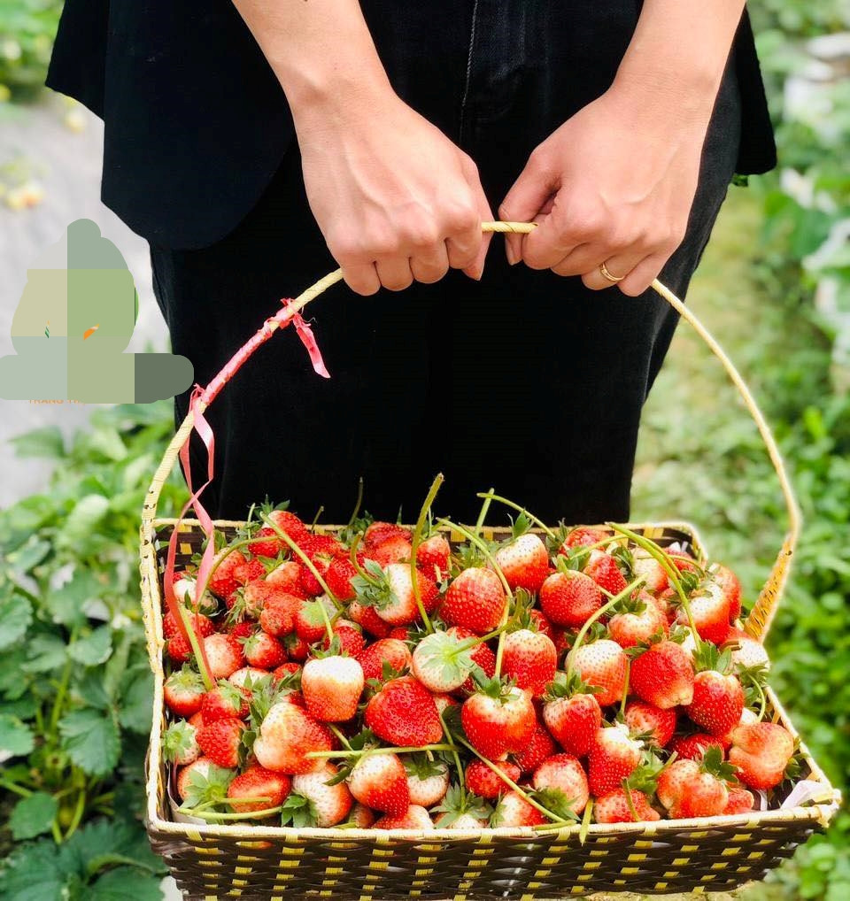 Trang trại thuộc sở hữu của anh Nguyễn Văn Tuấn (SN 1984, trú tại xã Thịnh Sơn, huyện Đô Lương, tỉnh Nghệ An), được xây dựng theo hướng công nghệ cao. Ảnh: Bud Hill Farm