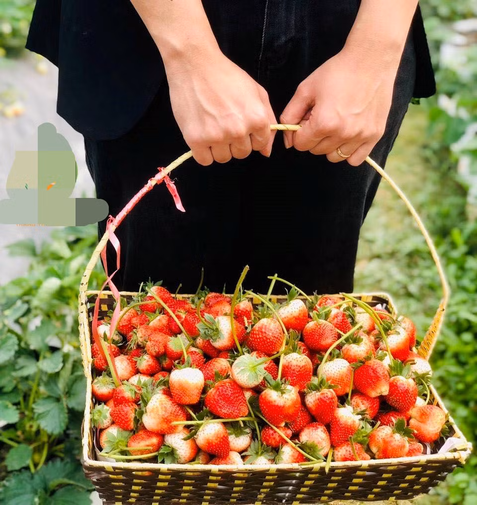 Trang trại thuộc sở hữu của anh Nguyễn Văn Tuấn (SN 1984, trú tại xã Thịnh Sơn, huyện Đô Lương, tỉnh Nghệ An), được xây dựng theo hướng công nghệ cao. Ảnh: Bud Hill Farm