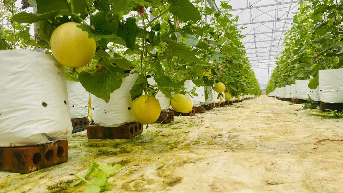 Do được trồng trong nhà màng và áp dụng công nghệ tưới, bón phân tự động nhỏ giọt của Isarel. Ảnh: Bud Hill Farm