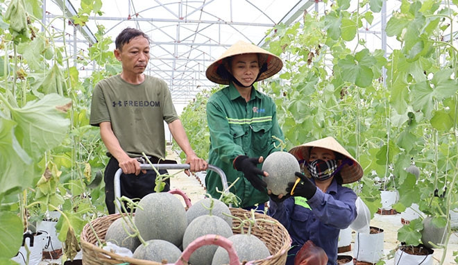 Ngoài ra, trang trại công nghệ cao có 3 khu nhà màng trên 3000 m2 trồng các giống dưa lưới đặc sản chất lượng cao, như: Kim Ngọc Đường dưa Mật Nhật Bản và Huỳnh Long. Ảnh: TruyenhinhDoluong