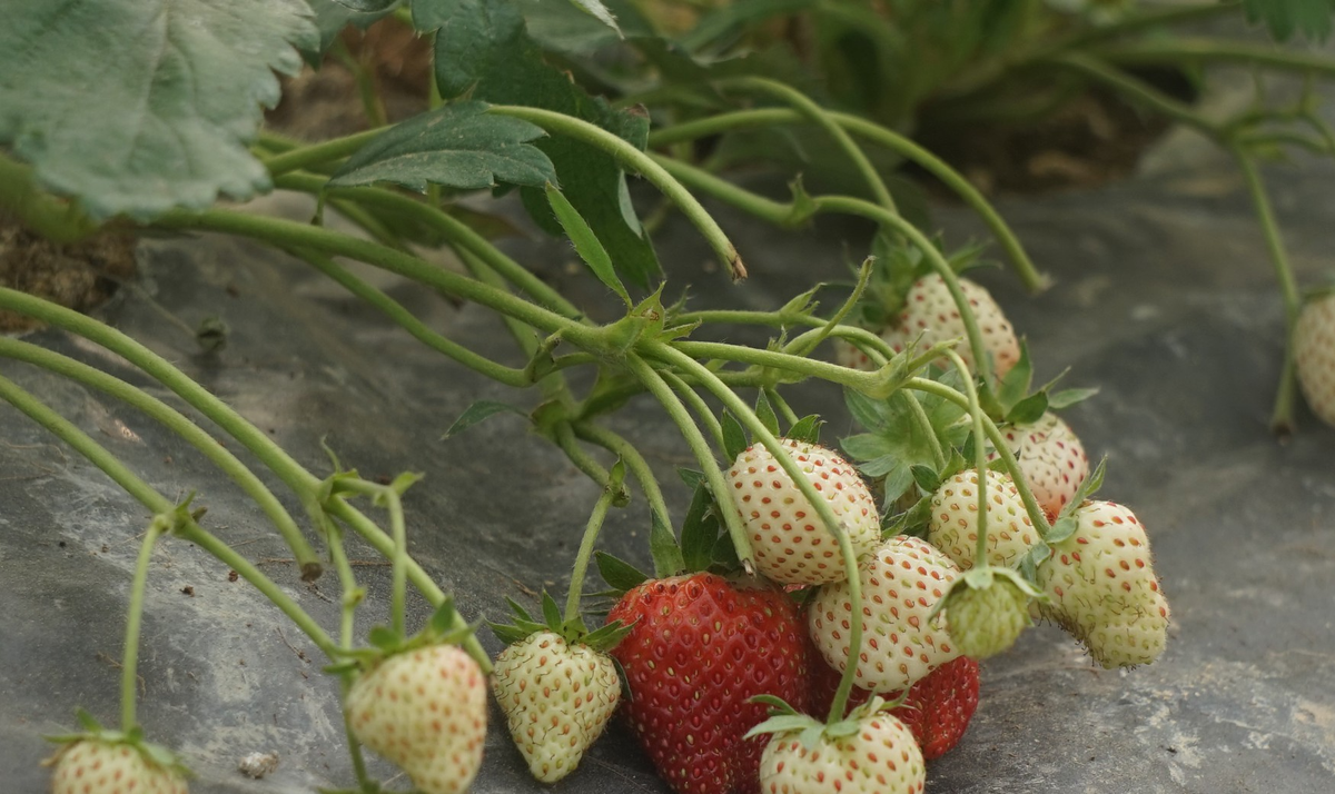 Dâu tây không to nhưng quả ngọt và được khách hàng ưa chuộng. Ảnh: Dân Việt