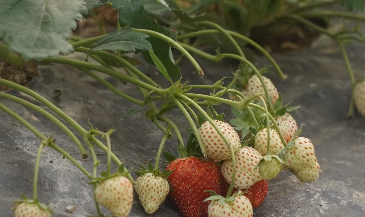 Dâu tây không to nhưng quả ngọt và được khách hàng ưa chuộng. Ảnh: Dân Việt