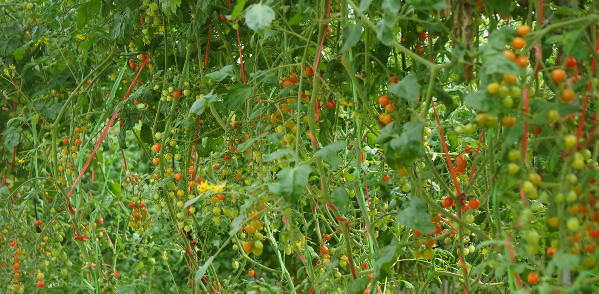 Ban đầu, anh Tuấn lựa chọn giống dưa lưới, cà chua bi và dâu tây để trồng. Ảnh: Dân Việt