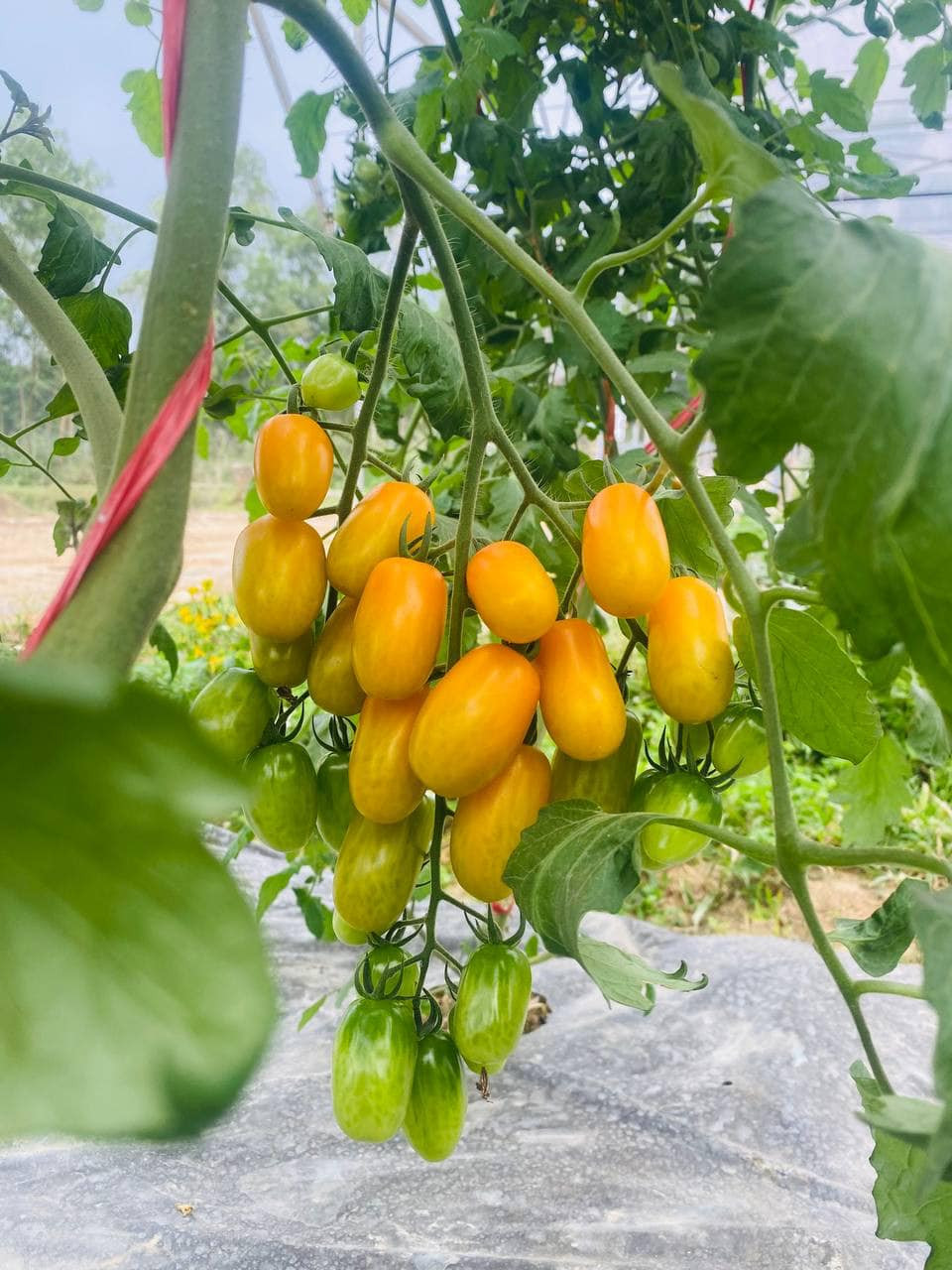 Với 5.000 gốc, trang trại Đồi Chồi có thể thu hoạch tổng trên 15 tấn quả thành phẩm. Ảnh: Bud Hill Farm