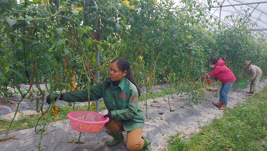 Cà chua bi trong trang trại được trồng trong nhà màng, áp dụng công nghệ tưới phun mưa tự động của Isarel. Mỗi gốc cà chua bi cho thu hoạch từ 3-4kg và thu hoạch kéo dài trong 3 tháng. Ảnh: TruyenhinhDoluong