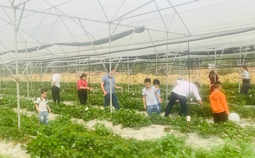 Từ tháng 3/2022, anh Tuấn bắt tay vào cải tạo đất, dựng hệ thống nhà màng, hệ thống tưới hiện đại nhằm hạn chế những tác động của thời tiết. Ảnh: Bud Hill Farm