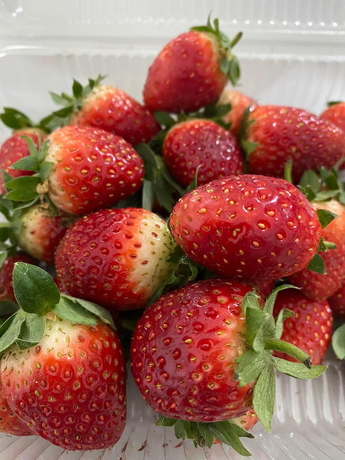 Những trái dâu tây chín mọng được khách mua nhiều vào dịp cuối tuần. Ảnh: Bud Hill Farm