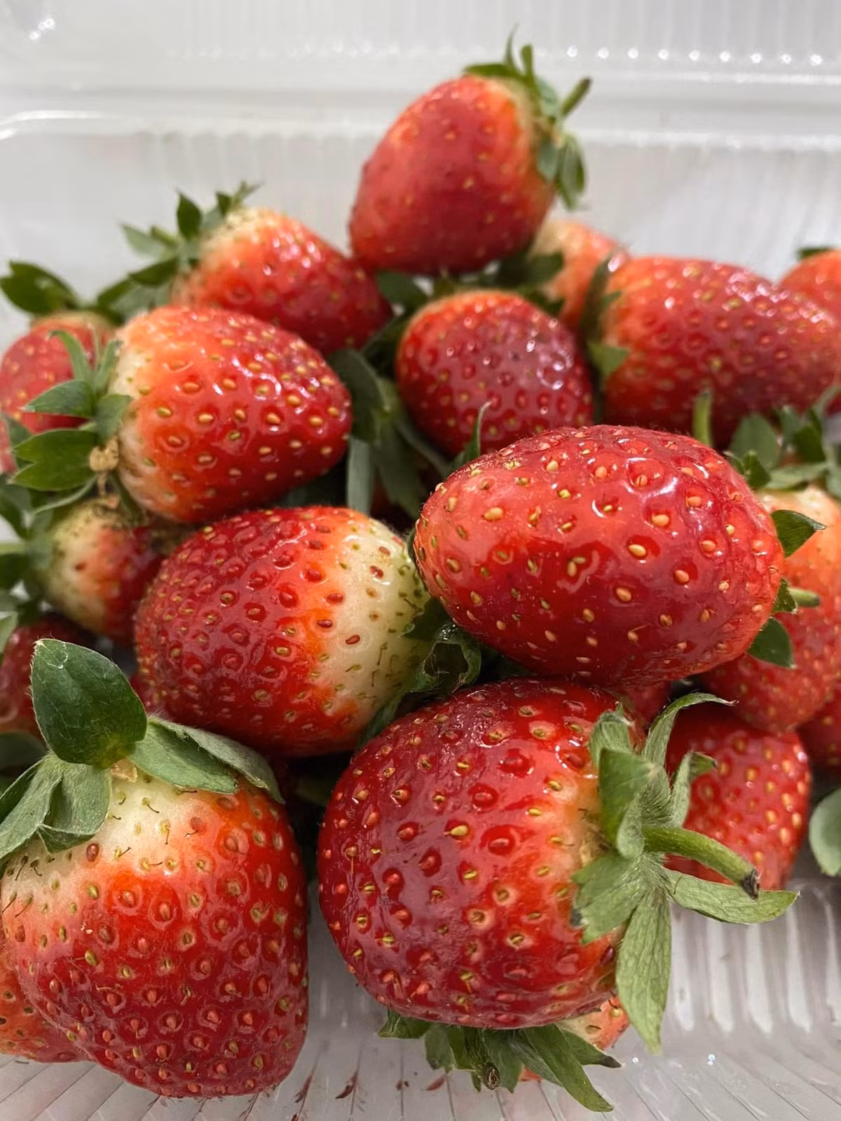 Những trái dâu tây chín mọng được khách mua nhiều vào dịp cuối tuần. Ảnh: Bud Hill Farm