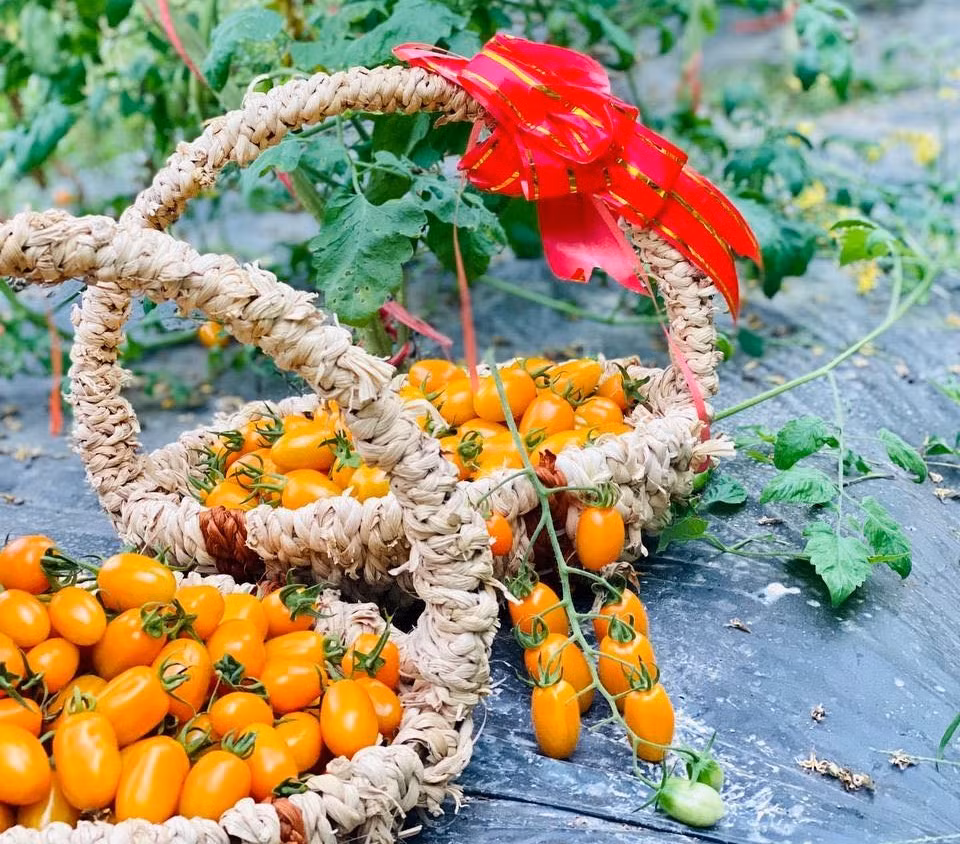 Gần đây, hình ảnh trang trại Đồi Chồi, ở xóm 12, xã Thịnh Sơn, huyện Đô Lương (Nghệ An) với những luống cà chua bi, dâu tây chín mọng được chia sẻ rầm rộ trên mạng xã hội. Ảnh: Bud Hill Farm