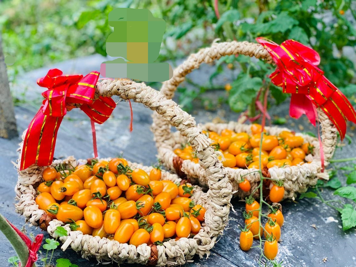 Đây là vụ thu hoạch đầu tiên của trang trại sau hơn 1 năm đầu tư xây dựng với tổng số vốn gần 10 tỷ đồng. Ảnh: Bud Hill Farm