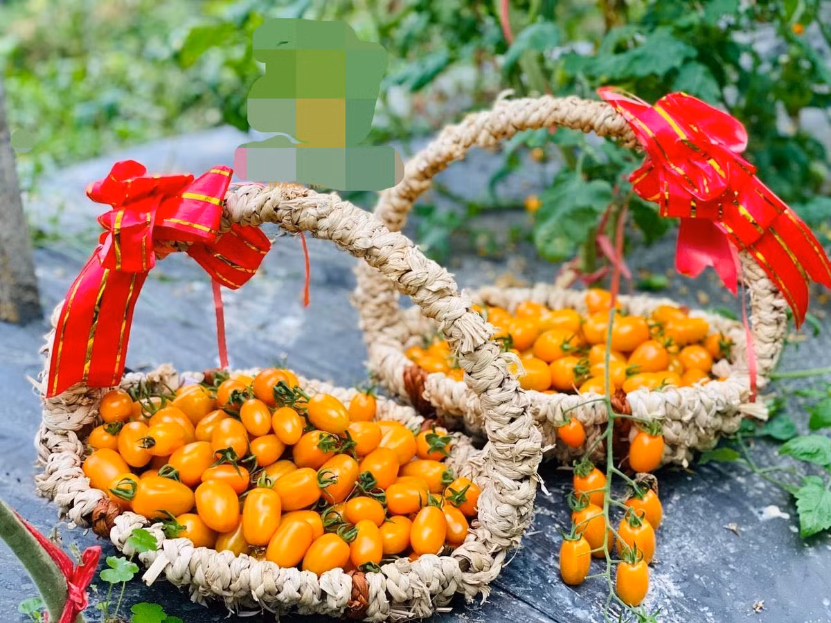 Đây là vụ thu hoạch đầu tiên của trang trại sau hơn 1 năm đầu tư xây dựng với tổng số vốn gần 10 tỷ đồng. Ảnh: Bud Hill Farm