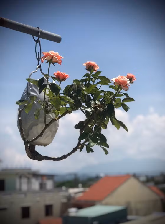 Ý tưởng trồng bonsai ngược của dị nhân Lê Thạnh nảy ra khi ông nhận thấy các thế mọc của bonsai như tung siêu, hoành, huyền... Ảnh: SGGP