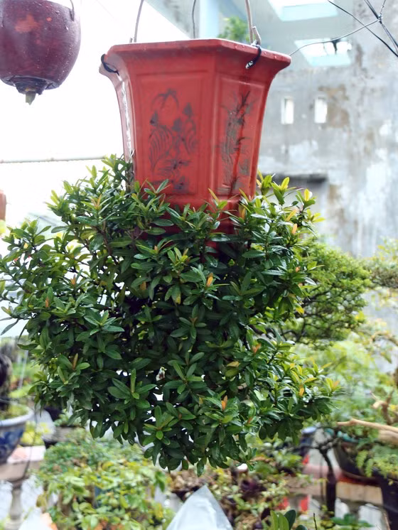 Sau 10 năm nghiên cứu, ông đã thành công trong việc tạo ra những cây cảnh có gốc hướng xuống đất, tạo thế chậu rất đẹp và lạ mắt. Ảnh: SGGP